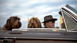 Ein älterer Herr fährt mit seinen zwei Hunden im offenen Cabrio. Die Tiere genießen die Ausfahrt und lassen sich den Fahrtwind um die Nasen wehen.