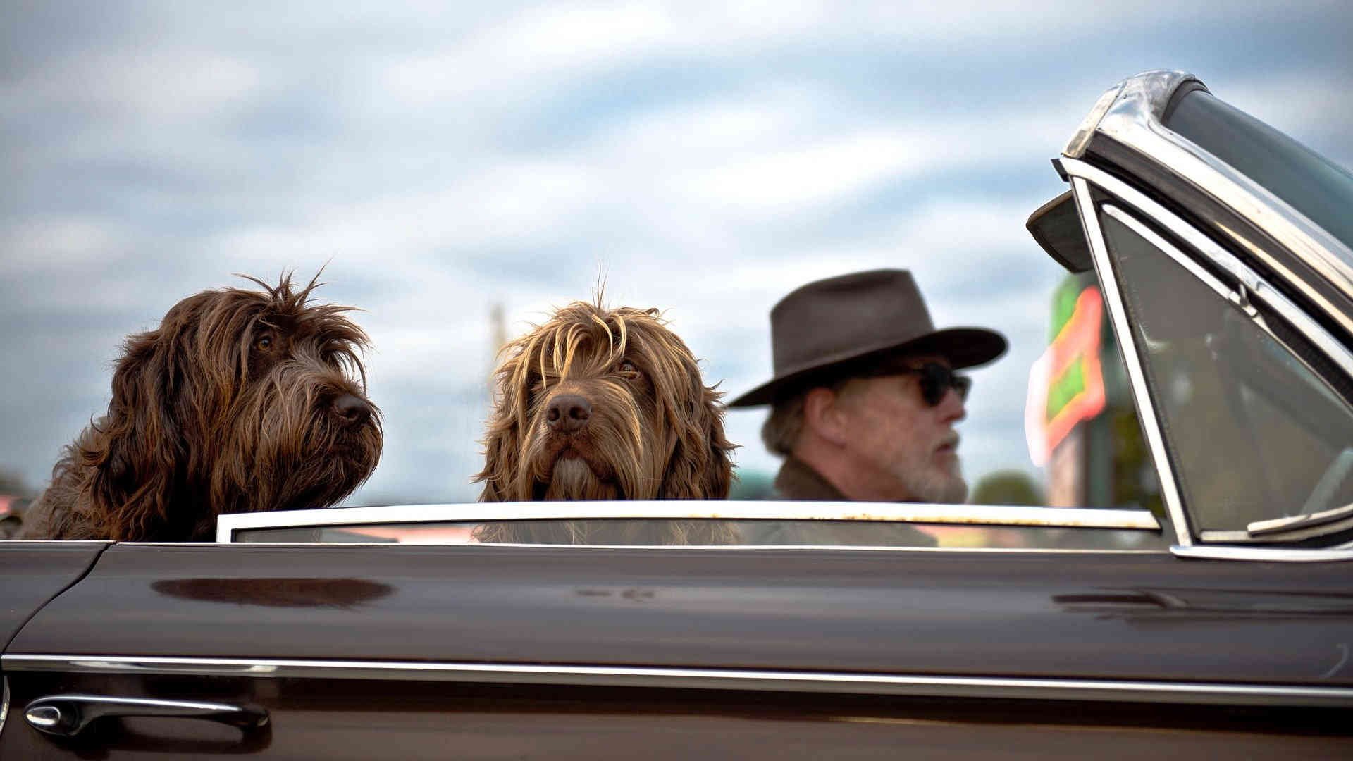 Ein älterer Herr fährt mit seinen zwei Hunden im offenen Cabrio. Die Tiere genießen die Ausfahrt und lassen sich den Fahrtwind um die Nasen wehen.