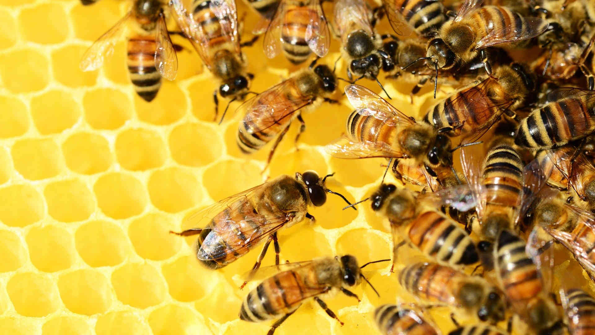Wir sehen viele fleißige Honig-Bienen in ihrem Bienenstock. Sie befüllen die Waben aus Wachs.