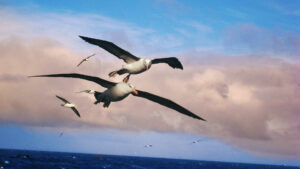 Eine Gruppe von Albatrossen schwebt über dem Meer. Wir können beim Anblick dieses Bildes gut vorstellen, dass das Segeln der Albatrosse als Vorbild für die Entwicklung der Segelflugzeuge diente.