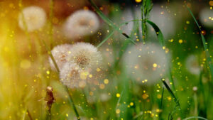 Wir sehen Pusteblumen in Nahaufnahme. Um sie herum fliegen Blütenpollen. Durch den Fotografen schön in Szene gesetzt.